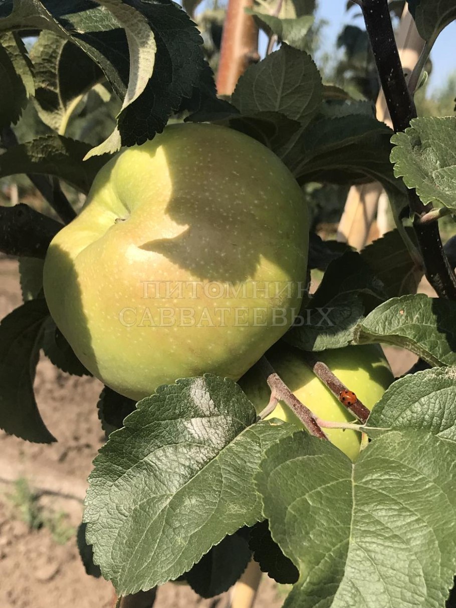 Сорт яблок Лобо