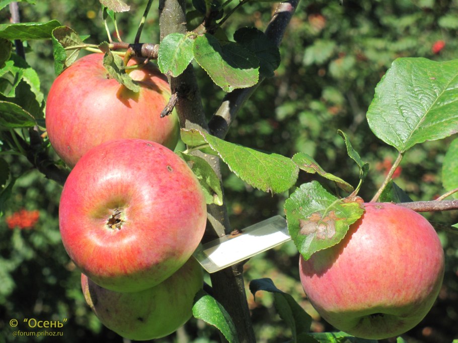 Кутузовец сорт яблок