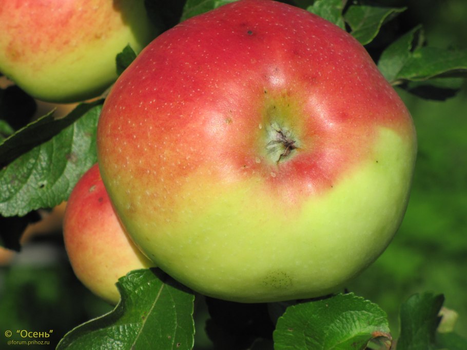 Богатырь (сорт яблони)