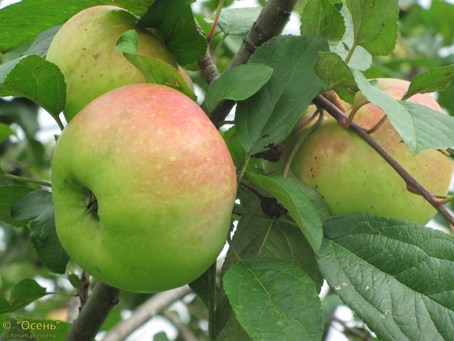 Яблоня богатырь