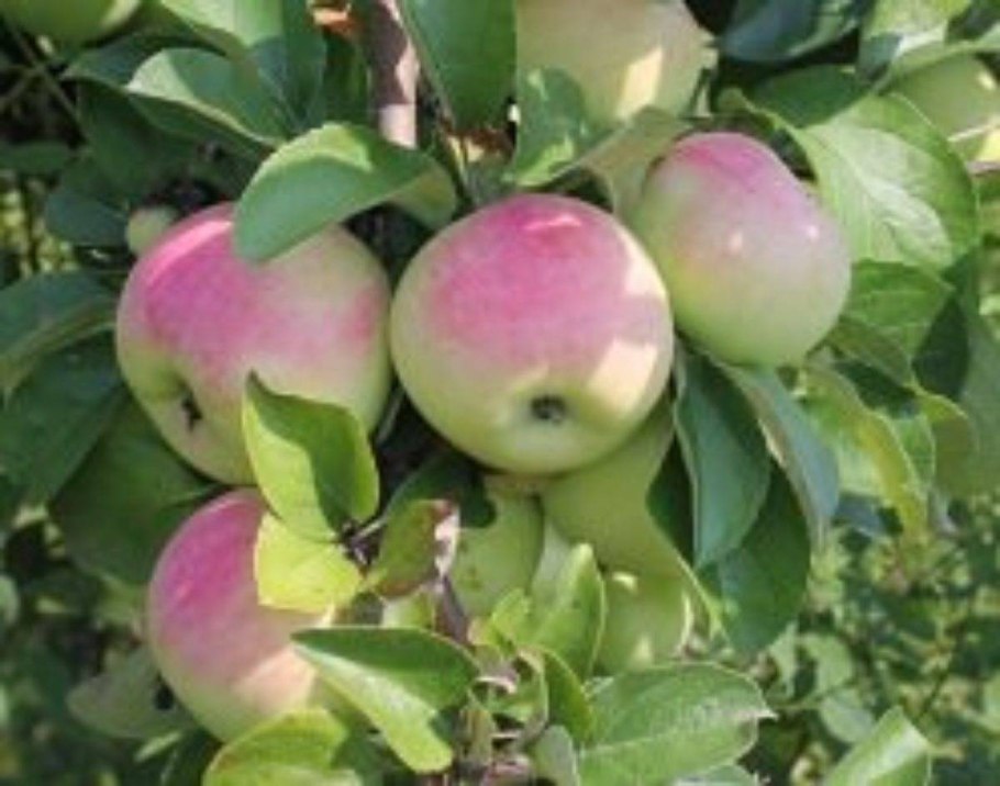 Яблоня имрус