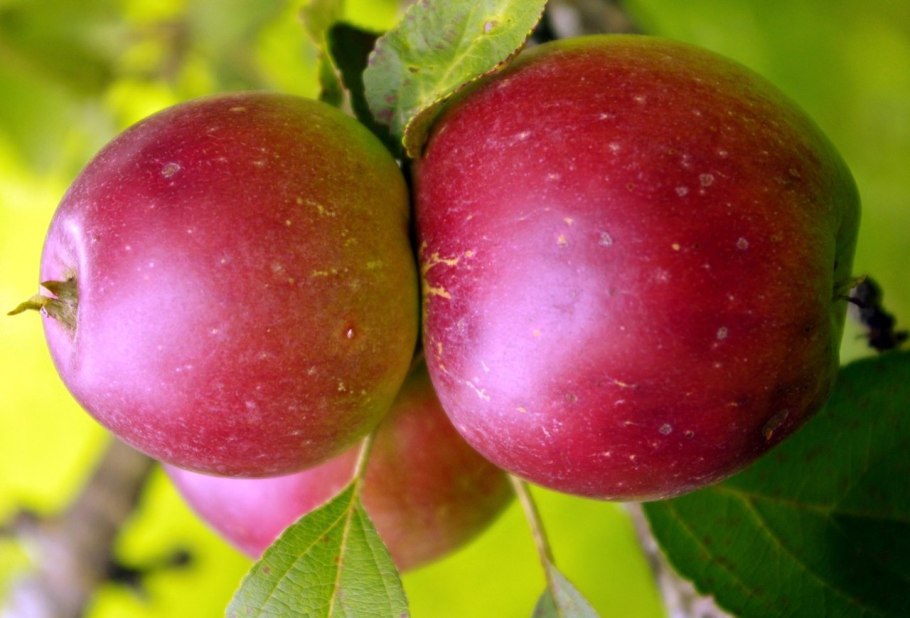 Яблоня Строевское