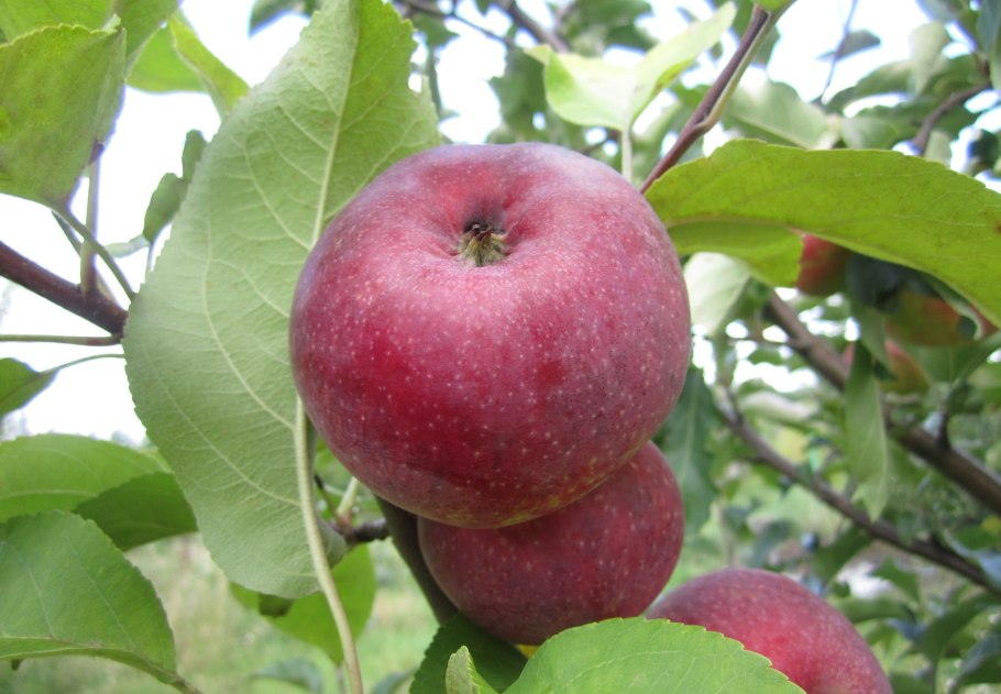 Яблоня Болотовское