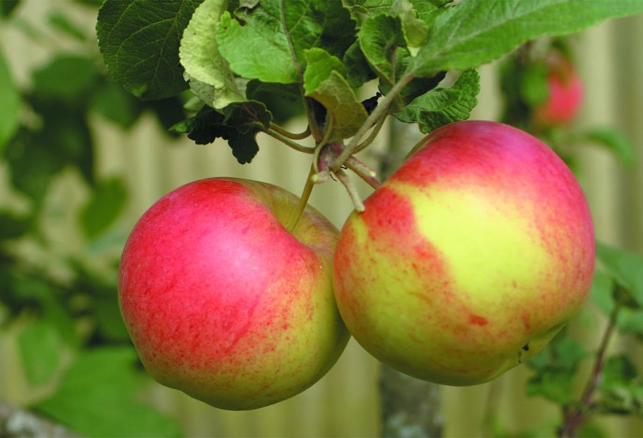 Антоновка сортотип яблони