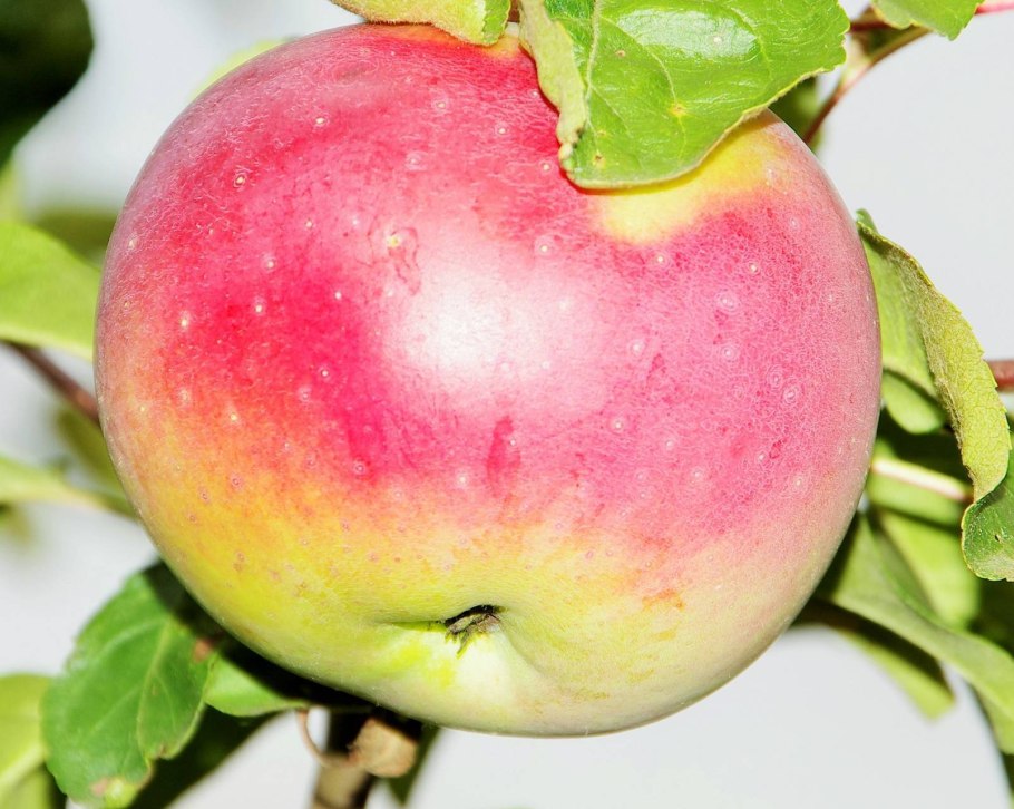 Богатырь (сорт яблони)