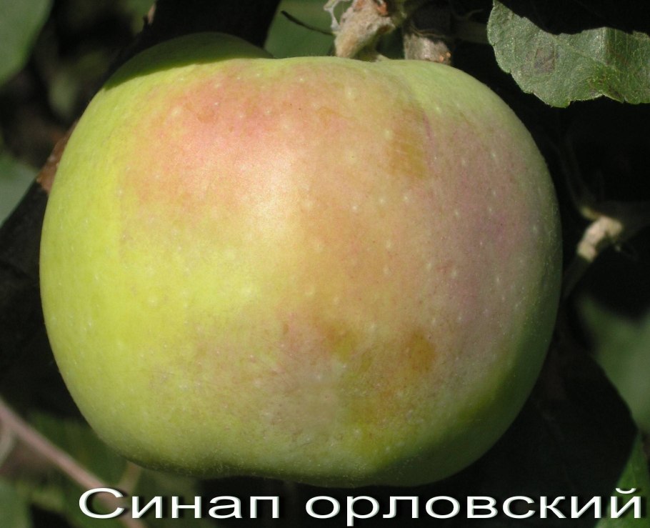 Целесте яблоня