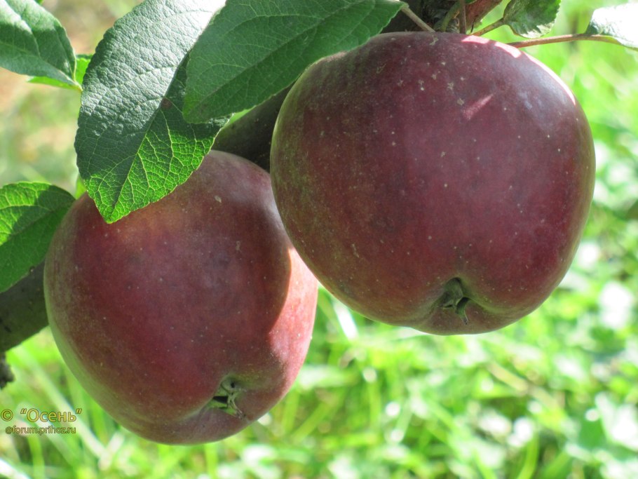 Оржавленность яблок