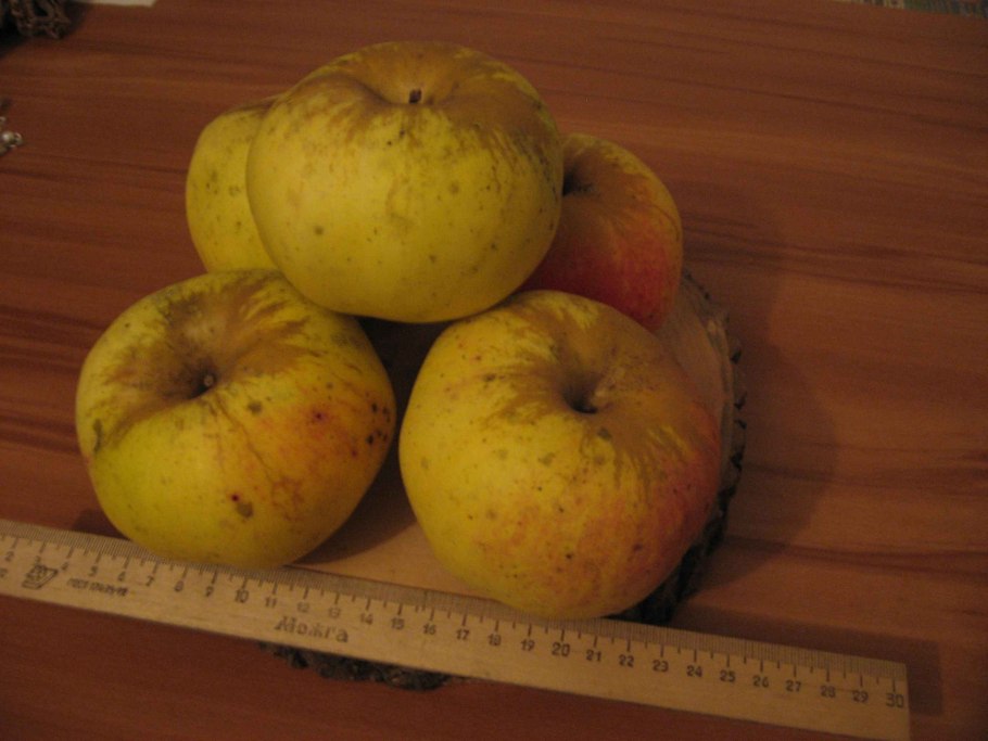 Сорт яблок богатырь