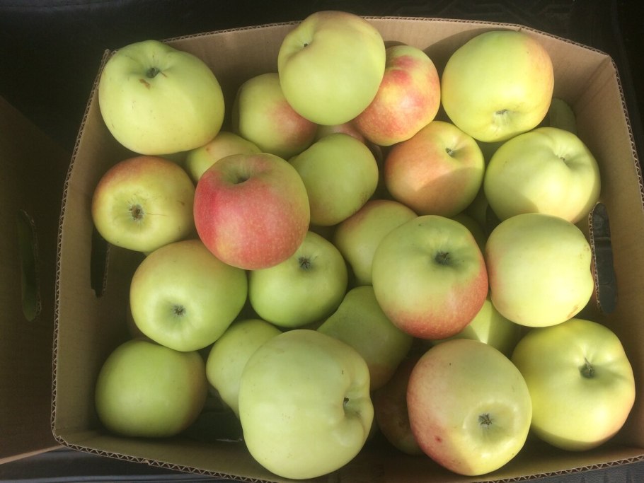 Яблоня Антоновка богатырь