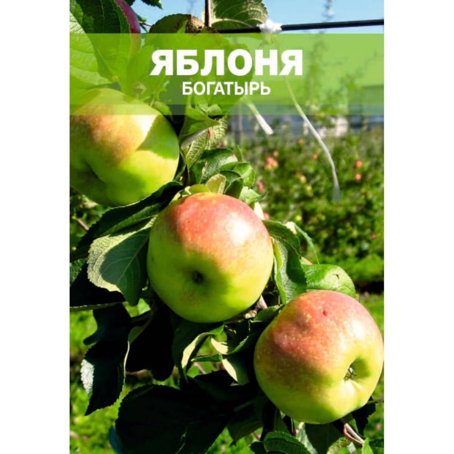 Сорт яблони синап Орловский