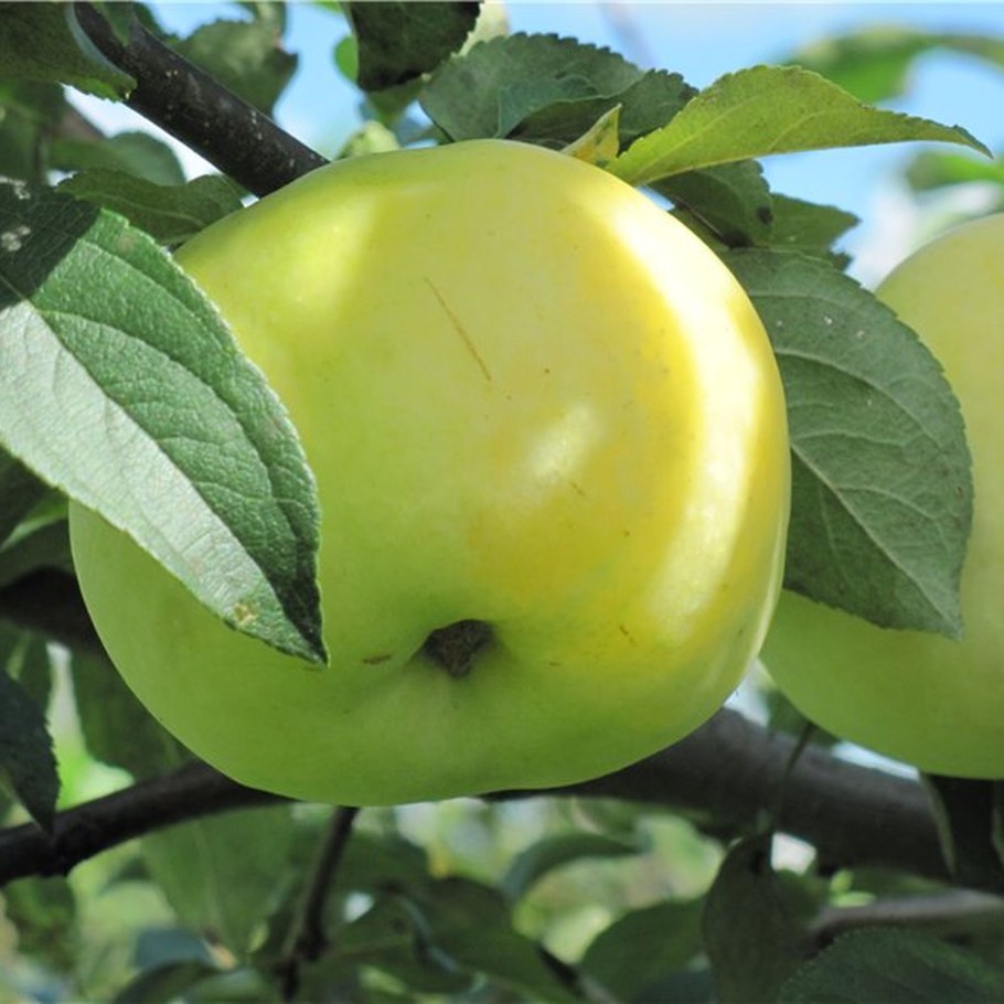 Антоновка (сортотип яблони)