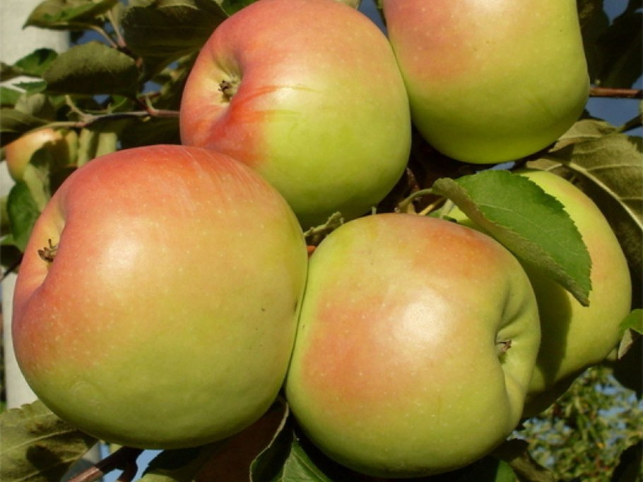 Яблоня Ауксис