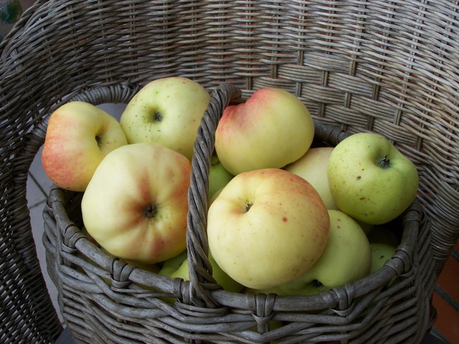 Сорт яблок Куйбышевское