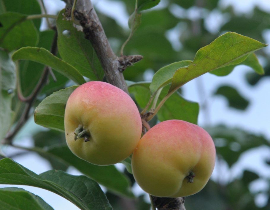Яблоки богатырь на белом фоне