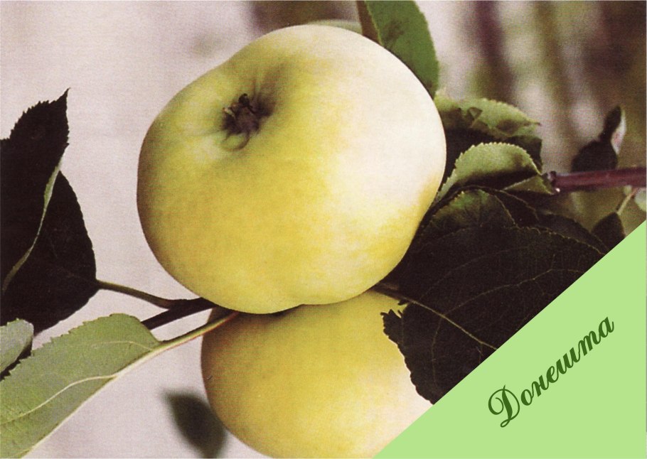 Яблоня Данила Имрус