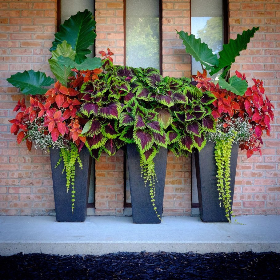 Колеус контейнерные