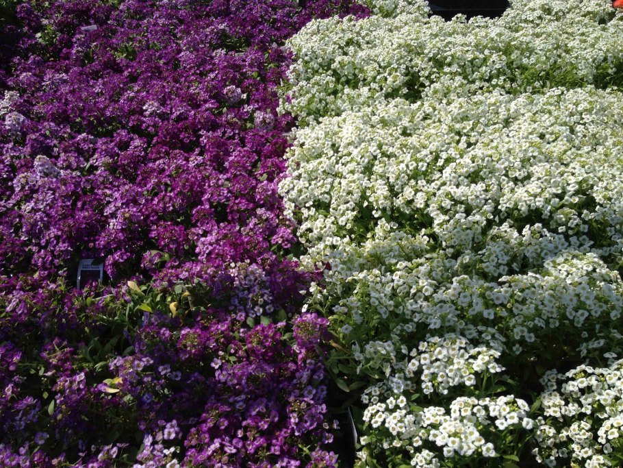 Гелиотроп с петунией