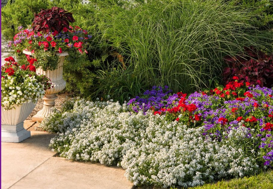 Колеус бордюрный