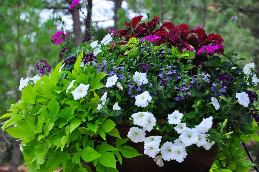 Колеус Prince Bishop