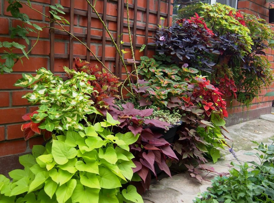 Алиссум бордюрный