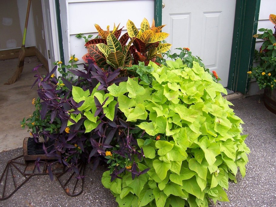 Рабатка Тунберга многолетник