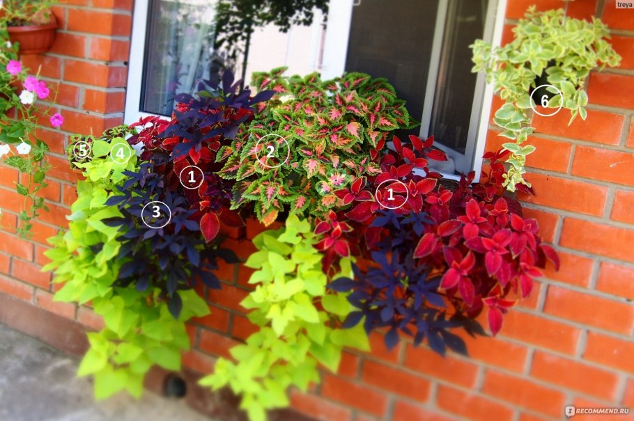 Колеус многолетник