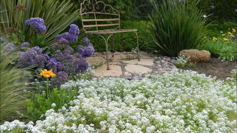 Тилландсия эпифитная