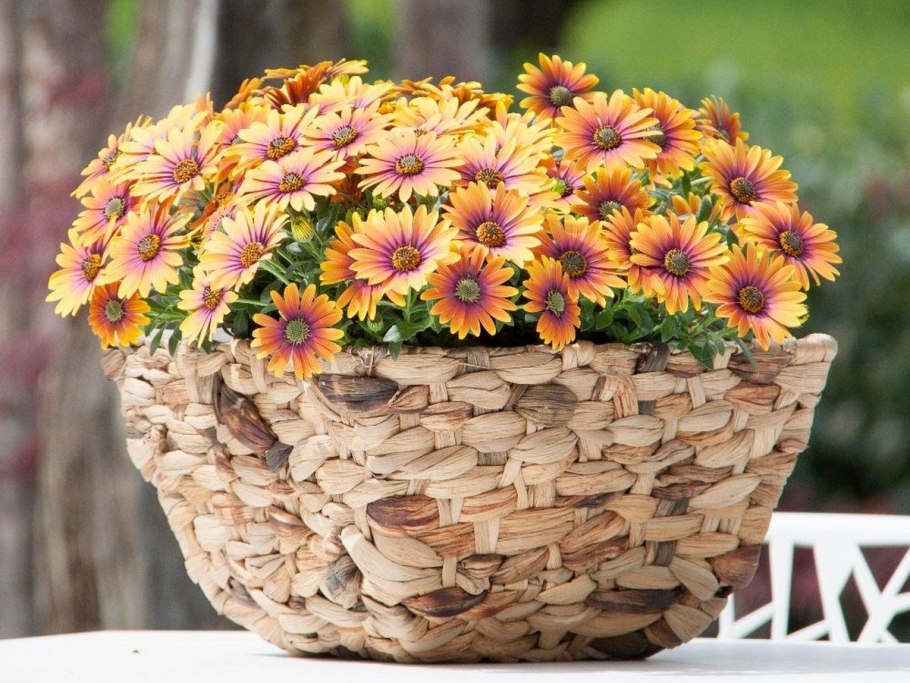 Колеус и катарантус