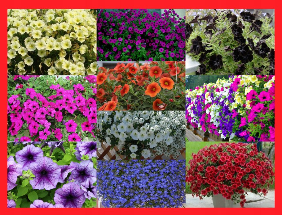 Контейнерное Озеленение многолетниками