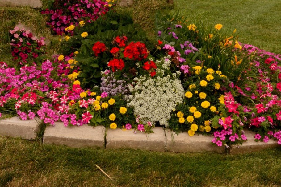 Дихондра с колеусом