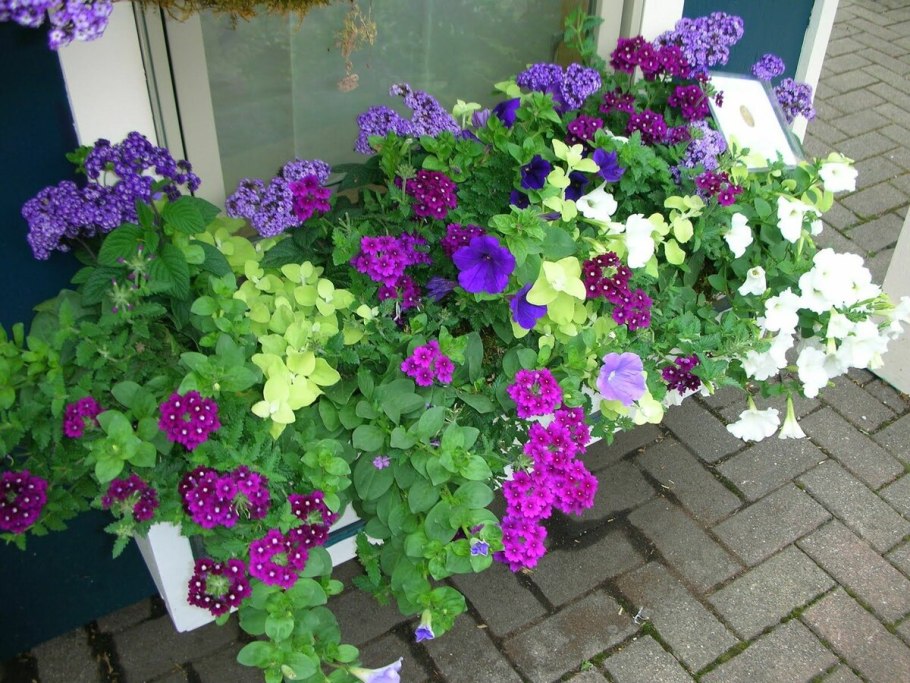 Разновидности семян петуний