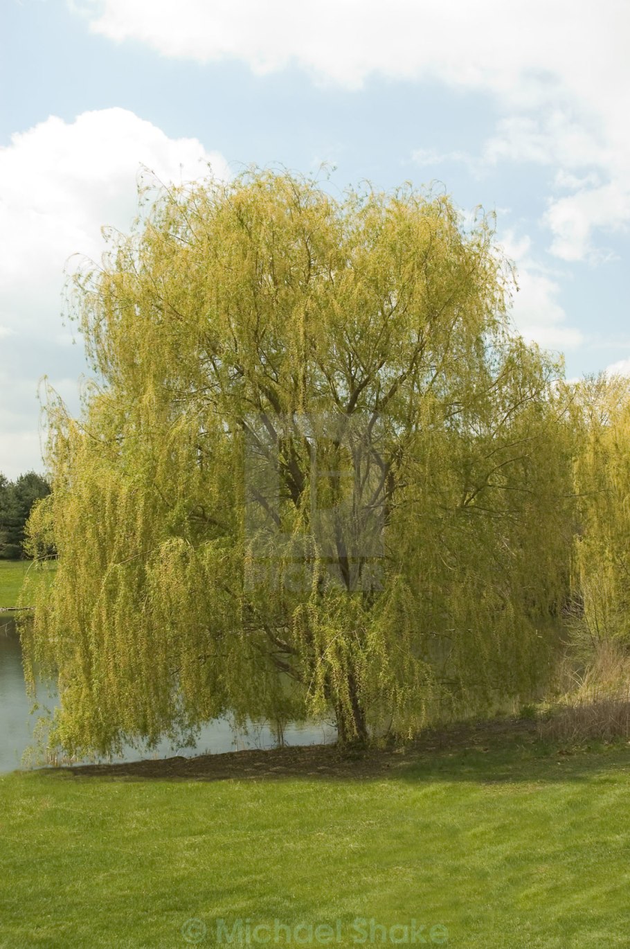 Ива белая (Salix Alba)