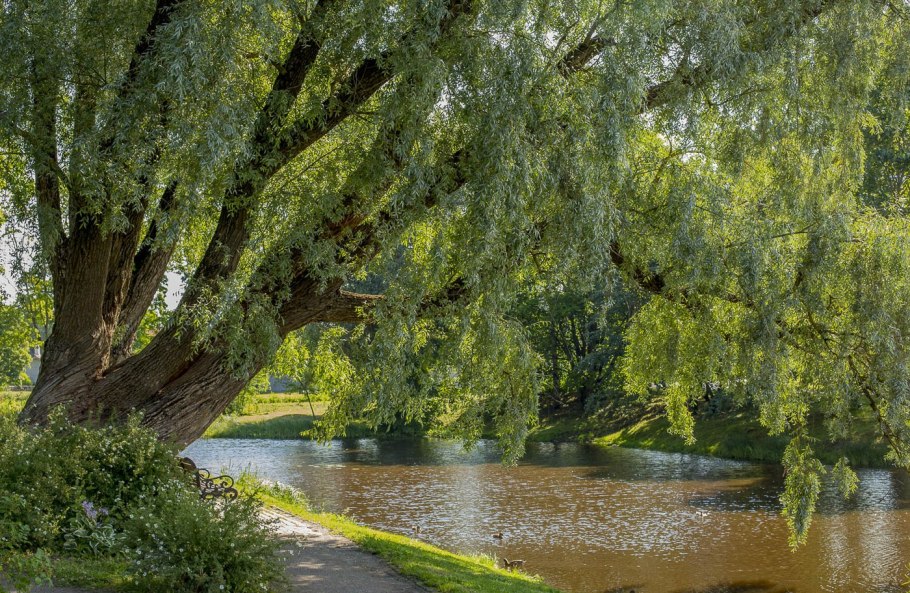 Лох серебристый (Elaeagnus commutata)