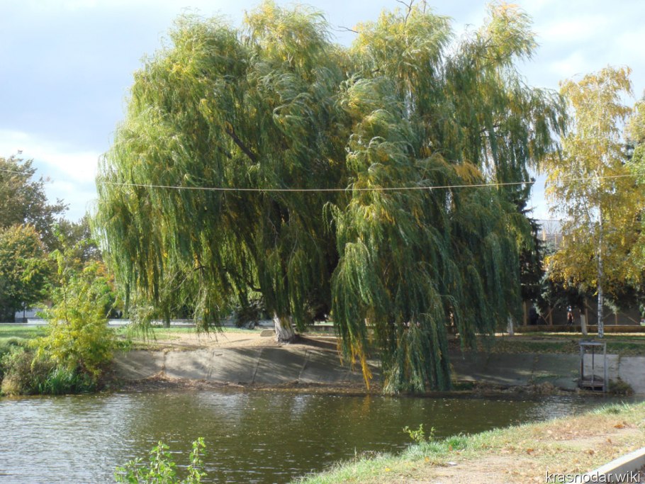 Ива белая — Salix Alba семена