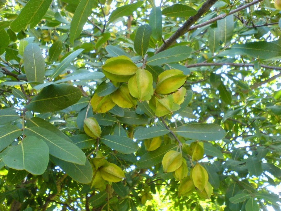 Терминалия Арджуна (Terminalia Arjuna)