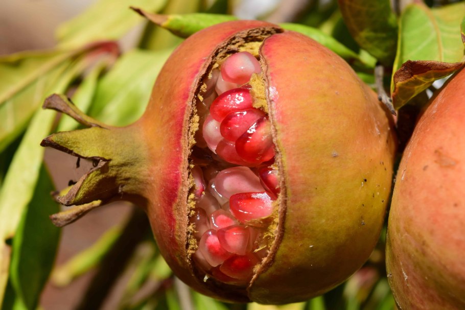 Розовые плоды