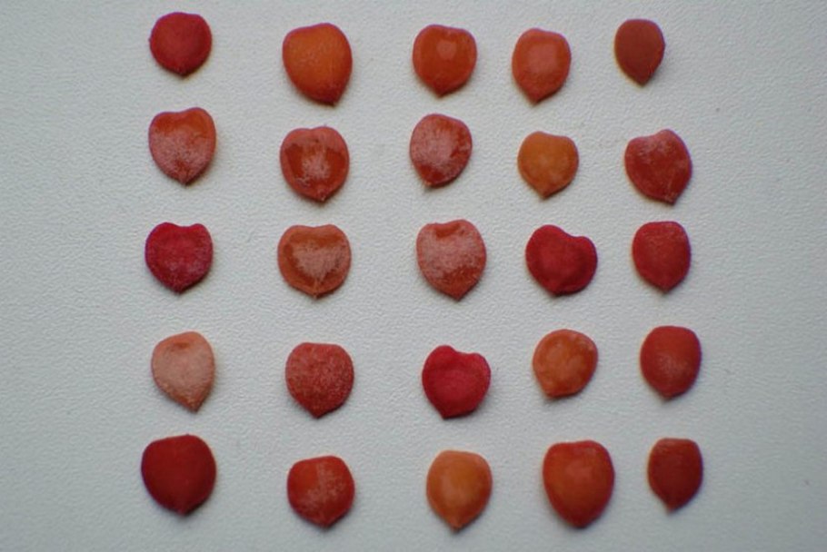 Калина семена косточки