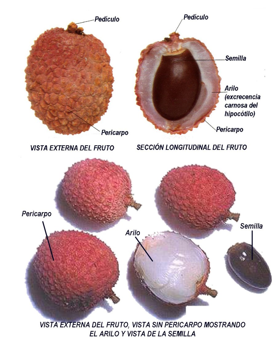 Что такое Чинар орешника