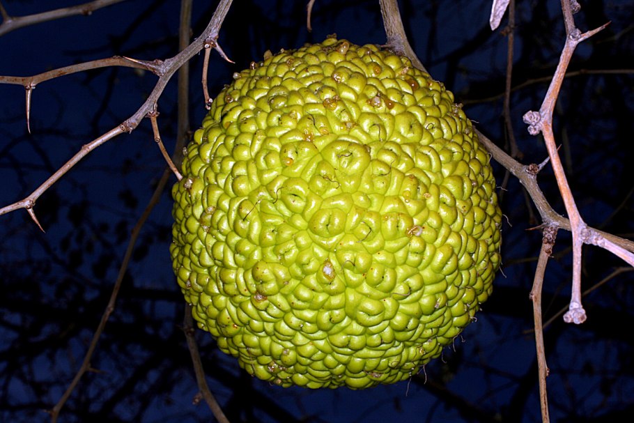 Семена дерева Баньян