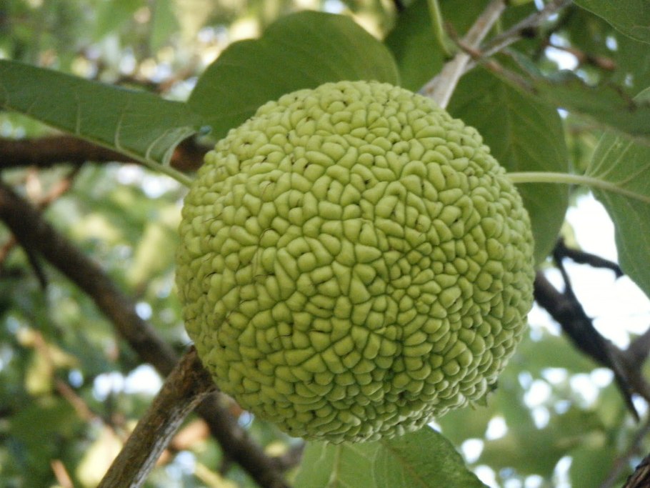 Деревья и плоды