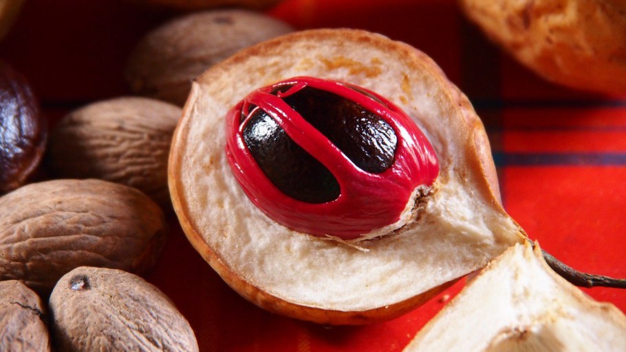 Шежере дерево