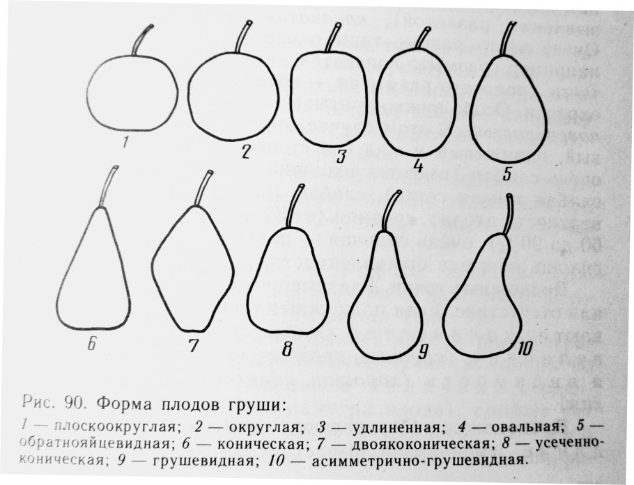 Тропические фрукты маракуйя личи папайя