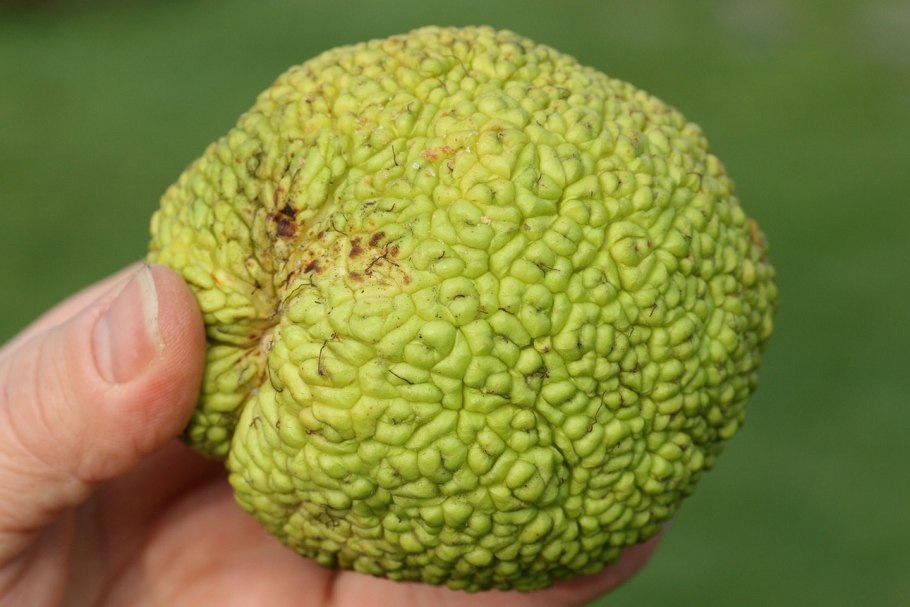 Семенные коробочки бересклета европейского