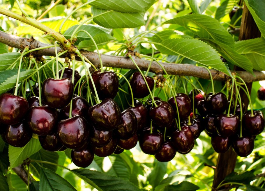 Кешью растение