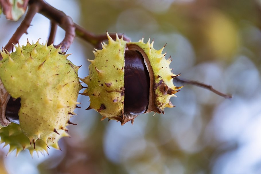 Дакриодес фрукт