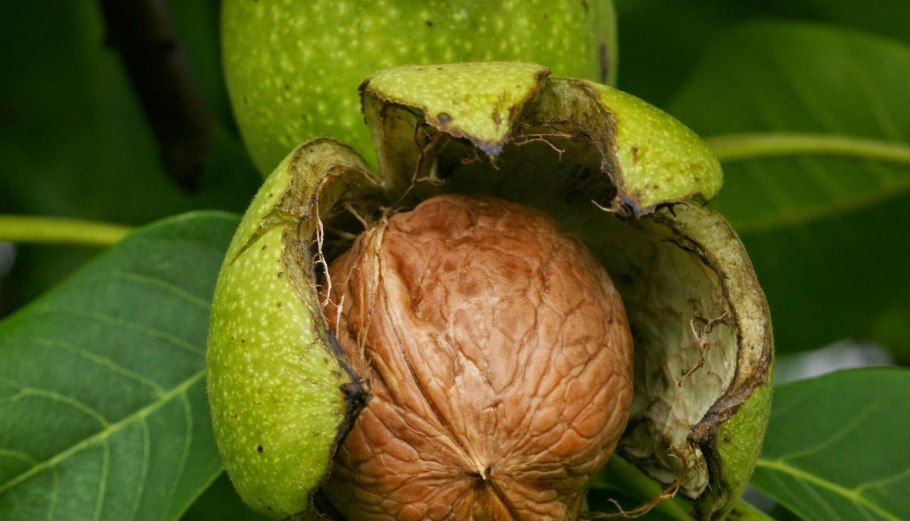 Черешня сорт Регина