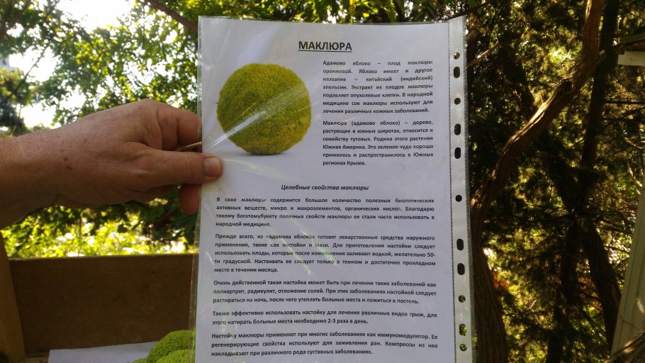 Корни дерева арт