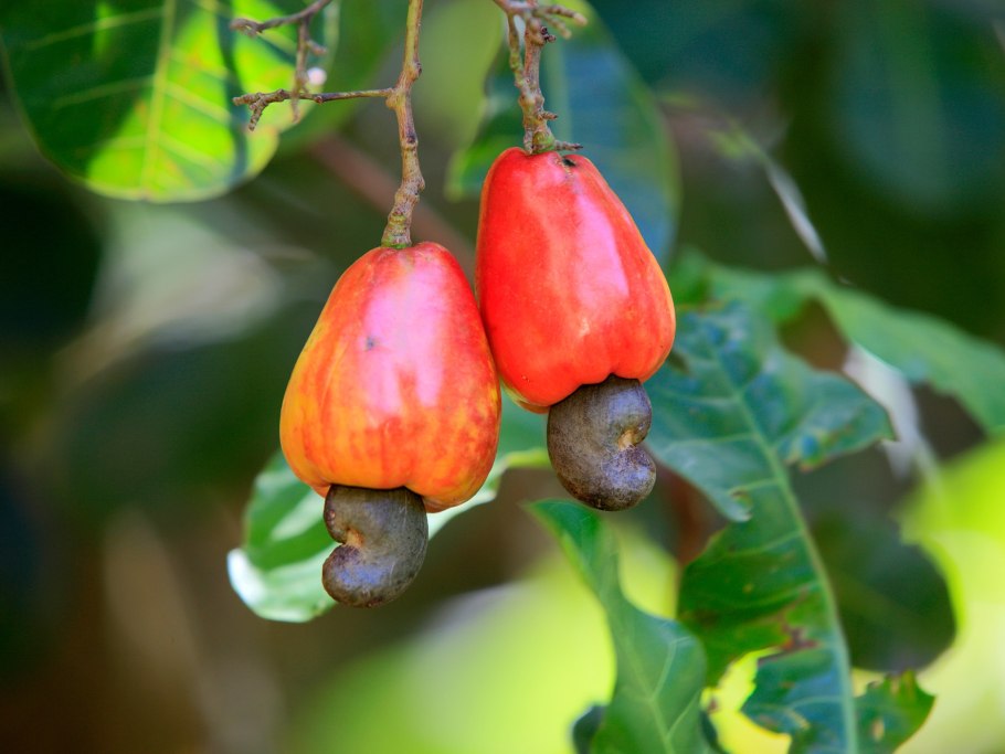 Дуриан цибетиновый дерево