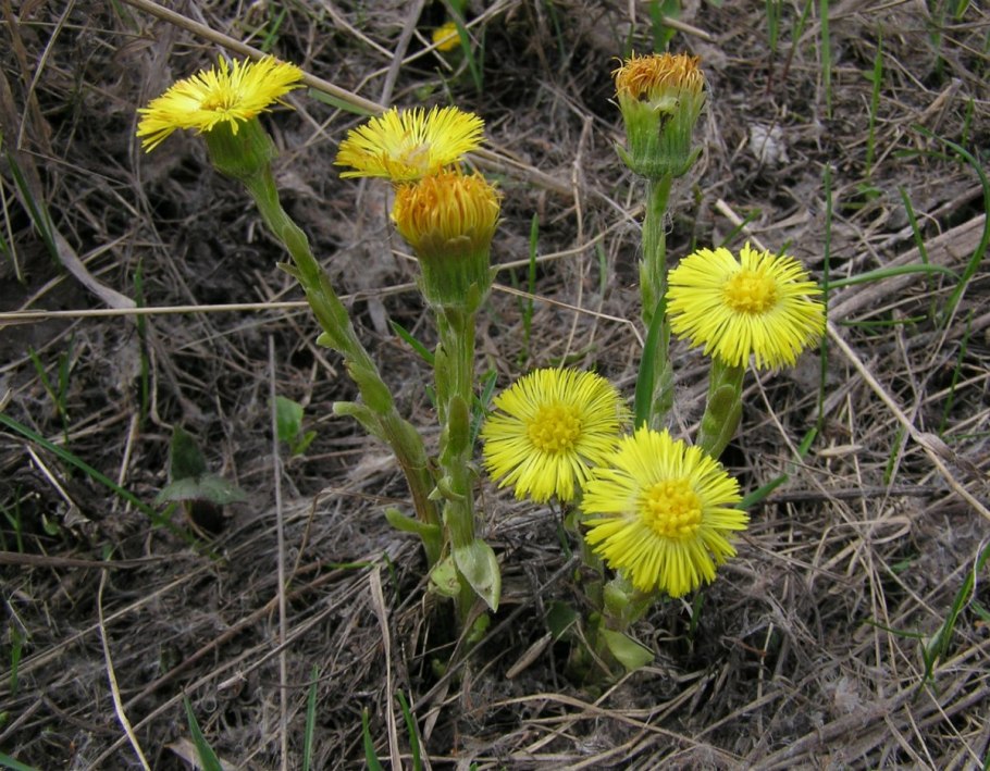 Мать-и-мачеха обыкновенная (Tussilago Farfara l.)