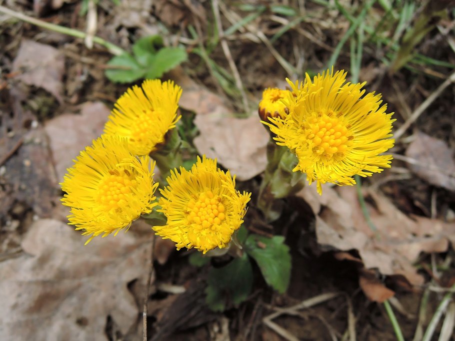 Tussilago шрифт